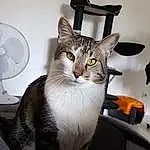 Chat, Small To Medium-sized Cats, Felidae, Moustaches, Domestic Short-haired Cat, Carnivore, European Shorthair, American Wirehair, Asiatique, American Shorthair, Chat de l’Egée, Chat tigré