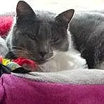 Chat, Small To Medium-sized Cats, Felidae, Moustaches, Bleu russe, Korat, Carnivore, Chartreux, Cat Bed, Chatons, Sieste, Domestic Short-haired Cat, British Shorthair, Meubles