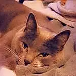 Chat, Small To Medium-sized Cats, Felidae, Moustaches, Carnivore, Burmese, Museau, Chatons, Domestic Short-haired Cat, Asiatique, Faon, Arabian Mau, European Shorthair