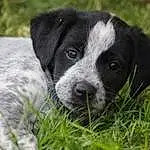 Chien, Race de chien, Canidae, Stabyhoun, Carnivore, Border Collie, Museau, Large MÃ¼nsterlÃ¤nder, Chiots, Chien de compagnie, Rare Breed (dog), Texas Heeler, French Spaniel, Hunting Dog, Brittany