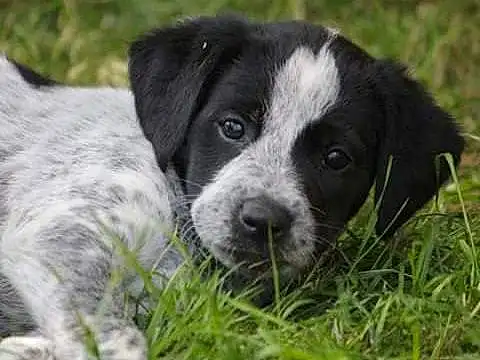 Chien, Race de chien, Canidae, Stabyhoun, Carnivore, Border Collie, Museau, Large MÃ¼nsterlÃ¤nder, Chiots, Chien de compagnie, Rare Breed (dog), Texas Heeler, French Spaniel, Hunting Dog, Brittany