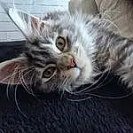 Chat, Yeux, Felidae, Carnivore, Small To Medium-sized Cats, Moustaches, Museau, Plante, Poil, Patte, Terrestrial Animal, Domestic Short-haired Cat, Griffe, Maine Coon
