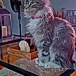 Chat, Felidae, Carnivore, Small To Medium-sized Cats, Moustaches, Drawer, Cat Supply, Poil, Maine Coon, Shelf, Shelving, Box, Cabinetry