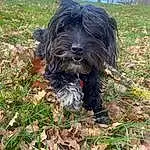 Chien, Plante, Race de chien, Liver, Carnivore, Chien de compagnie, Herbe, Museau, Groundcover, Terrier, Canidae, Water Dog, Petit Terrier, Arbre, Terrestrial Animal, Toy Dog, Soil, Non-sporting Group, Hunting Dog