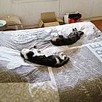 Meubles, Room, Bed Sheet, Couch, Bedroom, Chat, Comfort, Pillow, Patte, Dog Bed, Bedding, Home, Bed, Canidae, Interior Design, Linens, Carnivore, Sieste, Living Room