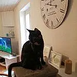 Chat, Chats noirs, Felidae, Small To Medium-sized Cats, Moustaches, Room, Clock, Domestic Short-haired Cat, Carnivore, Asiatique, Meubles, Table, Home, Queue, American Shorthair, Interior Design