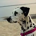 Chien, Eau, Carnivore, Working Animal, Collar, Race de chien, Chien de compagnie, Museau, Dog Collar, Terrestrial Animal, Canidae, Dalmatian, Plage, Working Dog, Non-sporting Group, Hunting Dog