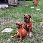 Chien, Plante, Boxer, Carnivore, Race de chien, Liver, Working Animal, Chien de compagnie, Herbe, Faon, Flowerpot, Museau, Canidae, Groundcover, Dog Supply, Working Dog, Chair, Garden, Yard