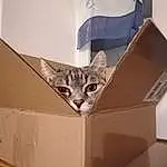 Chat, Felidae, Bois, Shipping Box, Carnivore, Small To Medium-sized Cats, Moustaches, Material Property, Packing Materials, Box, Carton, Packaging And Labeling, Cardboard, Stairs, Bed, Metal, Queue, Design, Domestic Short-haired Cat