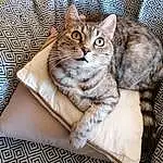 Chat, Yeux, Carnivore, Comfort, Felidae, Moustaches, Small To Medium-sized Cats, Poil, Fenêtre, Couch, Queue, Domestic Short-haired Cat, Patte, Griffe, Assis, Linens, Pet Supply, Pattern
