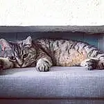 Chat, Comfort, Carnivore, Felidae, Grey, Moustaches, Small To Medium-sized Cats, Museau, Queue, Domestic Short-haired Cat, Patte, Poil, Griffe, Bois, Assis, Sieste, Terrestrial Animal, Fenêtre, Sleep