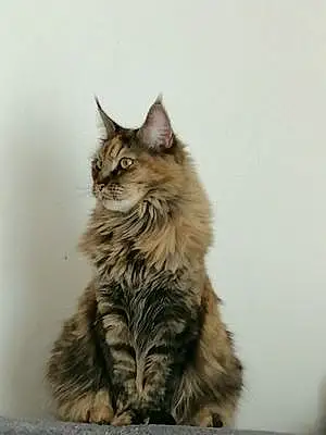 Nom Maine Coon Chat Moonlight