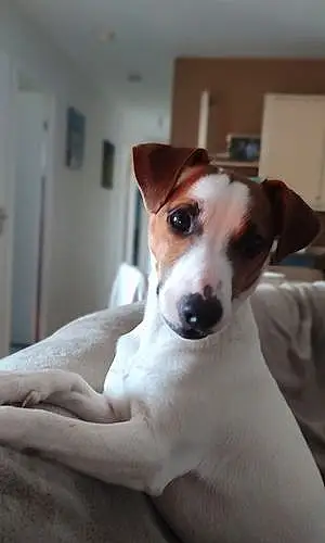 Nom Jack Russell Chien Twixy