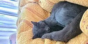 Nom Chartreux Chat Tennessee