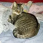 Chat, Felidae, Carnivore, Small To Medium-sized Cats, Moustaches, Grey, Comfort, Queue, Arbre, FenÃªtre, Poil, Domestic Short-haired Cat, Art, Patte, Thread, Sieste, Griffe, Woolen, Linens, Wool