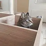 Chat, Felidae, Moustaches, Small To Medium-sized Cats, Bois, Hardwood, European Shorthair, Domestic Short-haired Cat, Laminate Flooring, Wood Flooring, Box, Carnivore, Room, Table, Chat tigré, Chatons, Meubles, Wood Stain