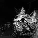 Chat, Moustaches, Black, Black-and-white, Small To Medium-sized Cats, Felidae, Monochrome, Museau, Noir & Blanc, Nez, Yeux, Close-up, Photography, Carnivore, Domestic Short-haired Cat, Asiatique, Stock Photography, Chat tigré, Chats noirs