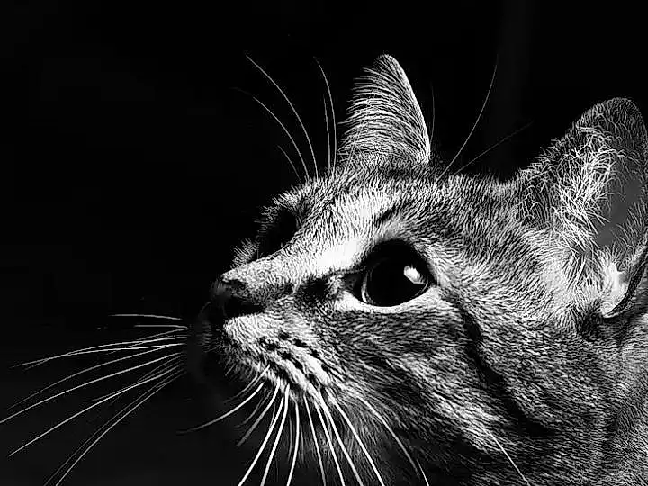 Chat, Moustaches, Black, Black-and-white, Small To Medium-sized Cats, Felidae, Monochrome, Museau, Noir & Blanc, Nez, Yeux, Close-up, Photography, Carnivore, Domestic Short-haired Cat, Asiatique, Stock Photography, Chat tigré, Chats noirs