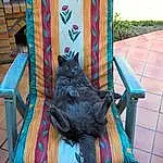 Chair, Chat, Meubles, Textile, Small To Medium-sized Cats, Felidae, Outdoor Furniture, Queue, Chats noirs