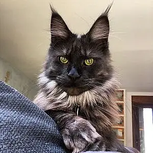 Nom Maine Coon Chat Moonlight