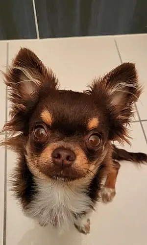 Nom Chihuahua Chien Monsieur