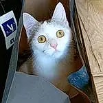 Chat, Yeux, Felidae, Carnivore, Small To Medium-sized Cats, Moustaches, Faon, Museau, Bois, Domestic Short-haired Cat, Poil, Patte, Queue, Comfort, Cardboard, Box, Pet Supply, Packaging And Labeling, Paper Product, Logo