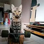 Chat, Felidae, Carnivore, Small To Medium-sized Cats, Moustaches, Automotive Tire, Wheel, Tire, Bois, Queue, Bicycle Tire, Domestic Short-haired Cat, Room, Art, Metal, Rim, Poil, Box