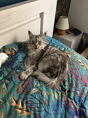 Nom Maine Coon Chat Olympia