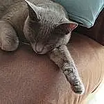 Chat, Small To Medium-sized Cats, Felidae, Bleu russe, British Shorthair, Korat, Chartreux, Carnivore, Moustaches, Burmese, Sieste, Nebelung, Domestic Short-haired Cat, Chatons, Meubles, Comfort, Asiatique, Poil, Faon, Griffe