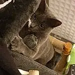 Chat, Small To Medium-sized Cats, Felidae, Bleu russe, Korat, Chartreux, Moustaches, Carnivore, British Shorthair, Nebelung, Burmese, Domestic Short-haired Cat, Faon, Asiatique