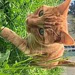 Plante, Chat, Felidae, Carnivore, Fleur, Botany, Small To Medium-sized Cats, Gesture, Arbre, Herbe, Moustaches, Faon, Museau, Groundcover, FenÃªtre, Bois, People In Nature, Domestic Short-haired Cat, Poil, Queue