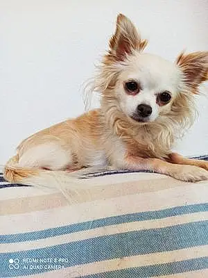 Nom Chihuahua Chien Ivy