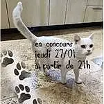 Chat, Blanc, Font, Faon, Carnivore, Collar, Pet Supply, Museau, Felidae, Internet Meme, Small To Medium-sized Cats, Terrestrial Animal, Working Animal, Moustaches, Queue, Patte, Chien de compagnie