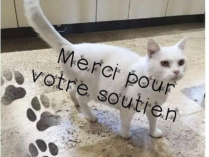 Chat, Blanc, Felidae, Carnivore, Small To Medium-sized Cats, Collar, Line, Faon, Font, Moustaches, Museau, Queue, Terrestrial Animal, Patte, Metal, Poil