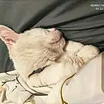 Chat, Jambe, Comfort, Carnivore, Oreille, Felidae, Gesture, Moustaches, Small To Medium-sized Cats, Faon, Queue, Museau, Patte, Domestic Short-haired Cat, Poil, Linens, Griffe, Sieste, Devon Rex, Sleep