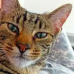 Chat, Yeux, Human Body, Felidae, Carnivore, Small To Medium-sized Cats, Oreille, Moustaches, Museau, Close-up, Terrestrial Animal, Domestic Short-haired Cat, Poil, Griffe, Patte, Photography