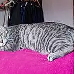Chat, Carnivore, Felidae, Small To Medium-sized Cats, Moustaches, Comfort, Museau, Queue, Domestic Short-haired Cat, Poil, Terrestrial Animal, Patte, Room, Magenta, Curtain