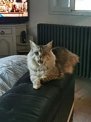Nom Maine Coon Chat Potter