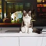 Chat, Felidae, Small To Medium-sized Cats, Moustaches, Table, Room, Home, Interior Design, Meubles, House, Carnivore, Poil, FenÃªtre, Chatons, Living Room, Polydactyl Cat
