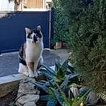 Plante, Chat, Carnivore, Moustaches, Faon, Felidae, Herbe, Terrestrial Plant, Arbre, Small To Medium-sized Cats, Queue, Road Surface, Road, Domestic Short-haired Cat, Landscape, Shrub, Garden, Poil, Assis, Flagstone