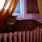 Chat, Felidae, Moustaches, Small To Medium-sized Cats, Bed, Yeux, Bois, Room, Poil, Carnivore, Textile, Hardwood, Domestic Short-haired Cat, Meubles, Faon, Asiatique, European Shorthair, Curtain, Comfort