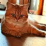 Chat, Small To Medium-sized Cats, Moustaches, Felidae, Carnivore, British Semi-longhair, Domestic Short-haired Cat, Asiatique, Yeux, British Longhair, Poil, European Shorthair, Faon, Patte, Somali, Asian Semi-longhair, Domestic Long-haired Cat, Persan