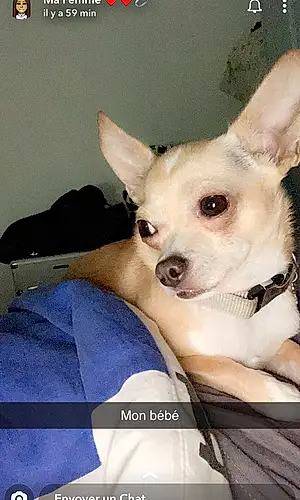 Nom Chihuahua Chien Gnocchi