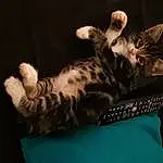 Chat, Felidae, Carnivore, Remote Control, Small To Medium-sized Cats, Comfort, Moustaches, Museau, Queue, Darkness, Domestic Short-haired Cat, Bed, Poil, Patte, Griffe, Room, Laptop