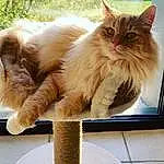 Chat, Small To Medium-sized Cats, Felidae, Moustaches, Domestic Long-haired Cat, Carnivore, British Semi-longhair, NorvÃ©gien, Ragamuffin, British Longhair, SibÃ©rien, Asian Semi-longhair, Maine Coon, Ragdoll, Faon, Asiatique, Chatons, Poil, Napoleon Cat