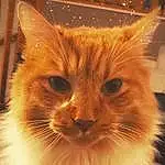 Chat, Moustaches, Small To Medium-sized Cats, Felidae, Museau, Domestic Long-haired Cat, Close-up, Yeux, Carnivore, Somali, Nez, Poil, Ojos Azules, Chatons, Domestic Short-haired Cat, Chat tigrÃ©, Cymric, Faon
