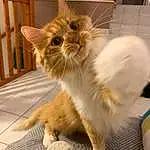 Chat, Small To Medium-sized Cats, Moustaches, Felidae, Carnivore, Domestic Long-haired Cat, Chatons, Faon, Maine Coon, NorvÃ©gien, Ragamuffin, Persan, American Curl, Chat de lâ€™EgÃ©e, Asian Semi-longhair, Polydactyl Cat, Cymric, Asiatique