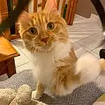 Chat, Small To Medium-sized Cats, Felidae, Moustaches, Carnivore, Domestic Long-haired Cat, Ragamuffin, Ragdoll, Chatons, NorvÃ©gien, Faon, Persan, Asian Semi-longhair, American Curl, British Semi-longhair, Asiatique, Maine Coon, Munchkin