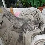 Chat, Comfort, Felidae, Couch, Small To Medium-sized Cats, Carnivore, Moustaches, Cat Bed, Studio Couch, Chien de compagnie, Queue, Plante, Patte, Lap, Poil, Domestic Short-haired Cat, Assis, Sieste, Griffe, Dog Bed