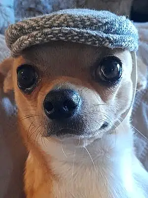 Nom Chihuahua Chien Chico